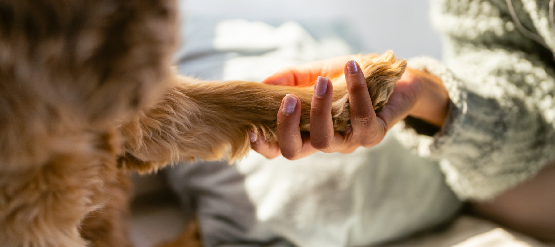 A woman's hand holding a dogs foot as sun comes through a nearby window